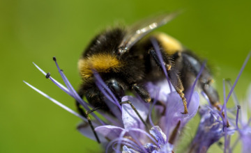 Lentenieuws: Help de hommel! Zorg voor haar