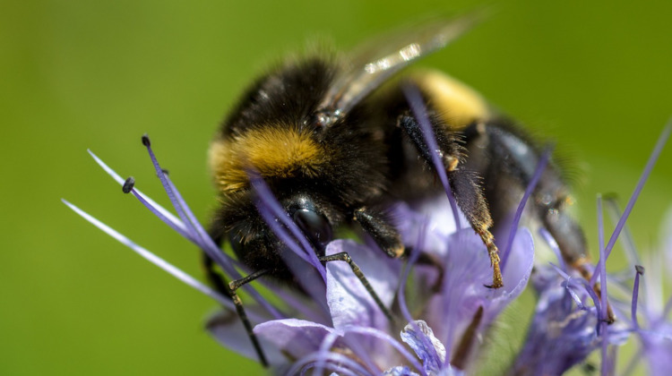 Lentenieuws: Help de hommel! Zorg voor haar