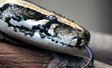 Automonteur vindt python in auto