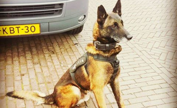 Zutphense politiehond met sokjes aan enorm populair en trendsetter 