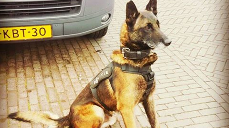 Zutphense politiehond met sokjes aan enorm populair en trendsetter 