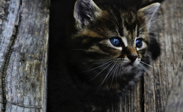 Veel katten worden vermist in de regio