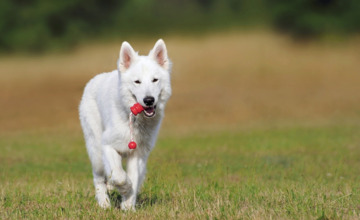 Strengere controle op honden en hun poep 