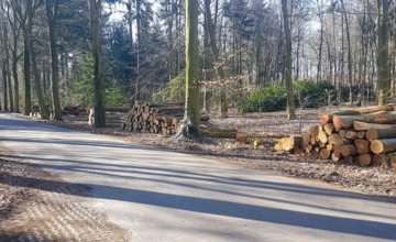 Omwonende binnenweg Almen boos over bomenkap 