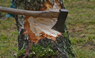 Grote zorgen over bomenkap Gelderland