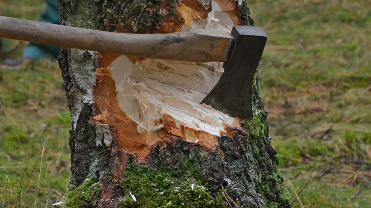 Grote zorgen over bomenkap Gelderland