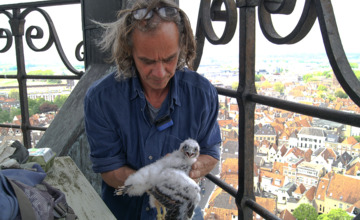 Lief! Jonge slechtvalkjes bovenin de Walburgiskerk