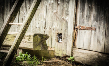 Gereedschap-dieven slaan toe in schuur Lochem