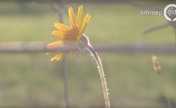Zeldzame bloem groeit in natuurgebied Stelkampsveld Lochem