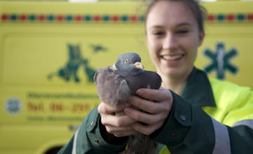 Dierenambulance heeft te weinig medewerkers, en kan daardoor minder de weg op