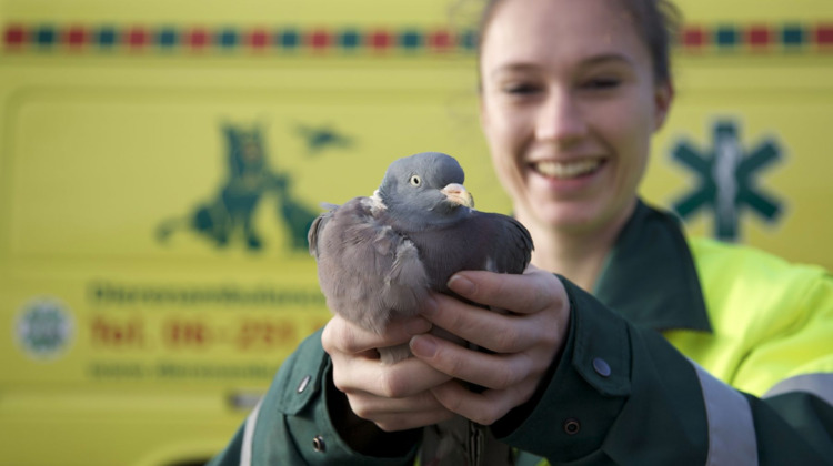 Dierenambulance heeft te weinig medewerkers, en kan daardoor minder de weg op