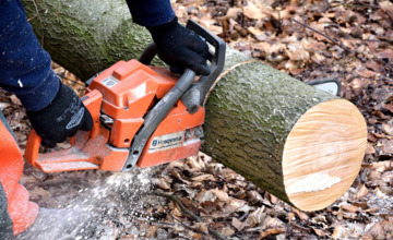 48 'gevaarlijke' bomen tegen de vlakte 