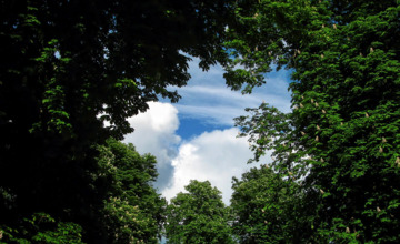 Brummen plaatst nieuwe bomen terug langs kanaal