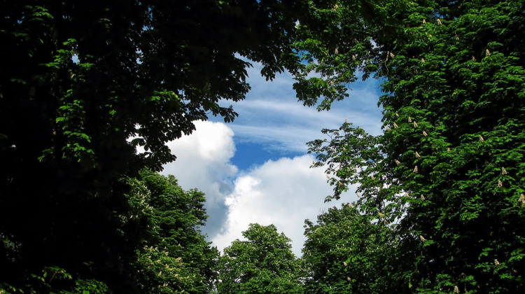 Brummen plaatst nieuwe bomen terug langs kanaal