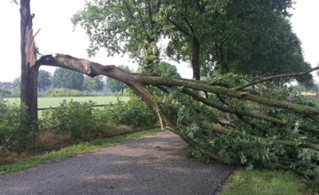 Meerdere bomen in Vorden beschadigd na heftig weer