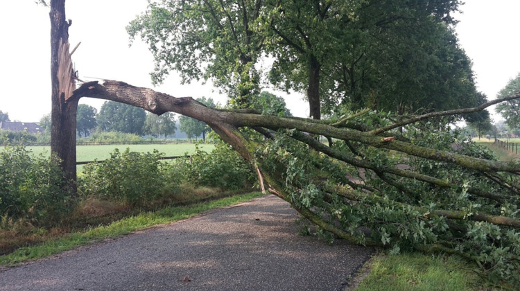 Meerdere bomen in Vorden beschadigd na heftig weer