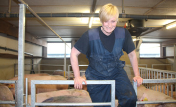 Burgemeester van Bronckhorst tussen de varkens