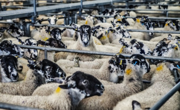 PvdA Lochem maakt zich zorgen over afbouw subsidie boerderijproject
