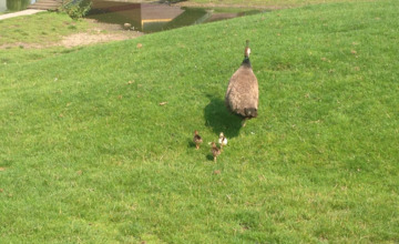 Cute: Park 't Goor in Brummen heeft kleine pauwtjes