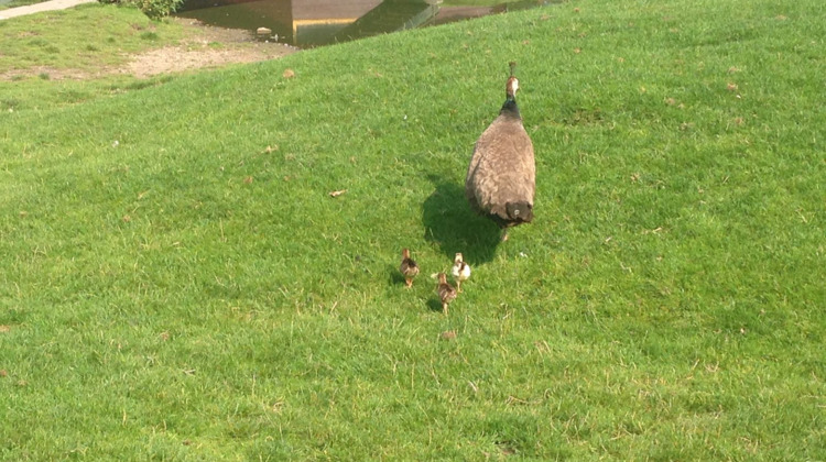 Cute: Park 't Goor in Brummen heeft kleine pauwtjes