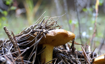 Paddenstoelen plukken? Pas op, deze vijf zijn erg gevaarlijk