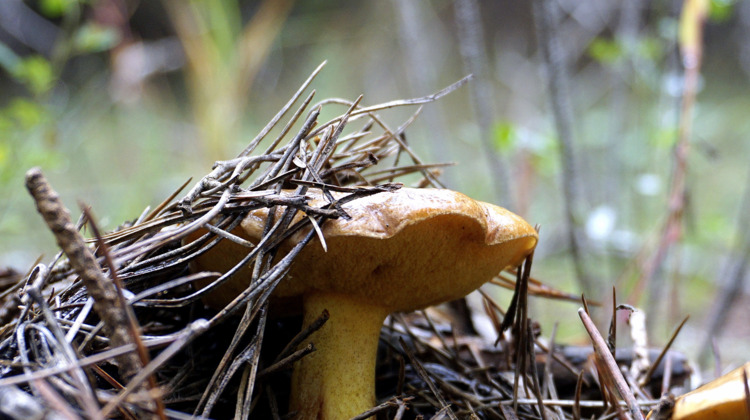 Paddenstoelen plukken? Pas op, deze vijf zijn erg gevaarlijk