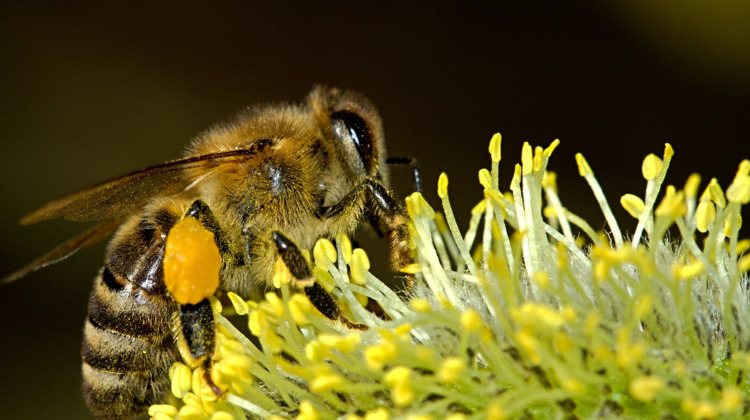 Een snelweg voor bijen: het bestaat en het ziet er zo uit