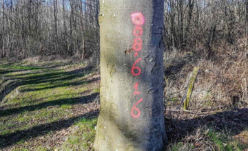 Hoe een financiÃ«le strop het onderhoud aan laanbomen in Lochem stil legt