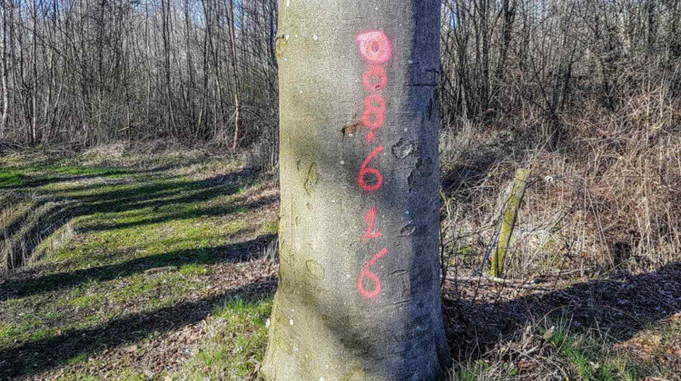 Hoe een financiÃ«le strop het onderhoud aan laanbomen in Lochem stil legt