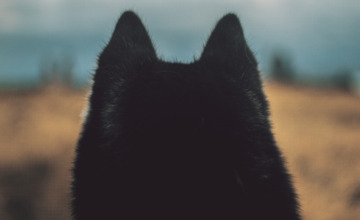 Wolf gespot op de Veluwe