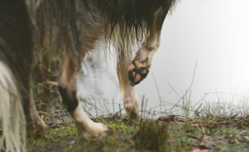 Waarom de wolf waarschijnlijk niet lang op de Veluwe blijft