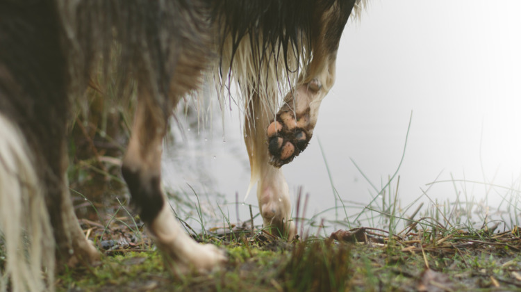 Waarom de wolf waarschijnlijk niet lang op de Veluwe blijft