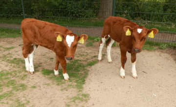 Deze kalfjes liepen weg van Zutphense kinderboerderij