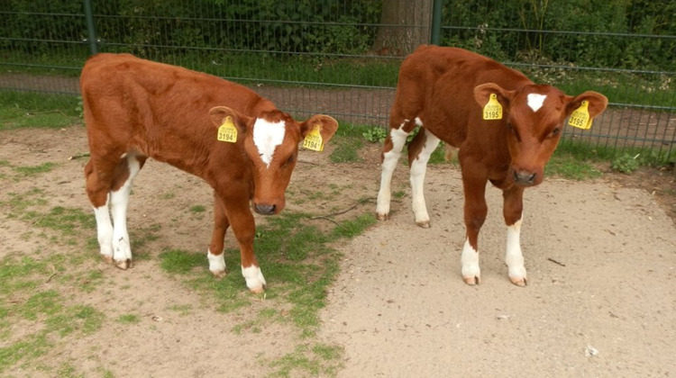 Deze kalfjes liepen weg van Zutphense kinderboerderij
