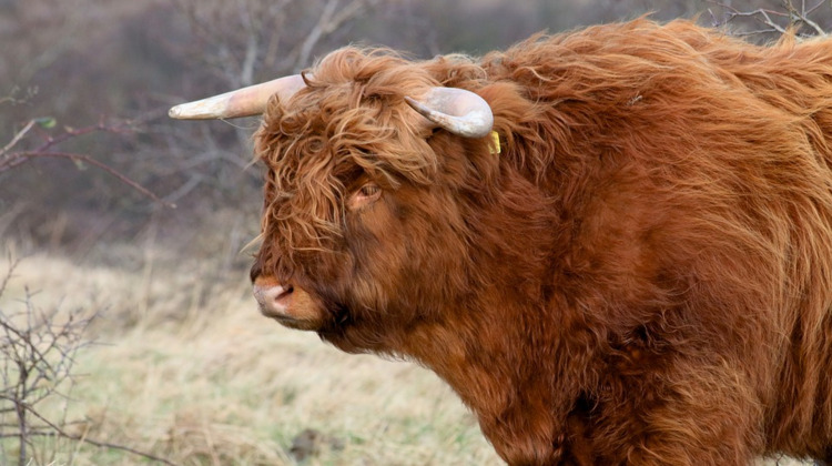 Wandelen op de Veluwe? Pas op voor Schotse hooglanders, het blijven dieren