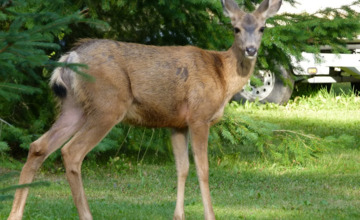 De meeste aanrijdingen met dieren zijn in Gelderland