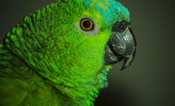 Gourmetten kan de dood voor je vogeltje betekenen