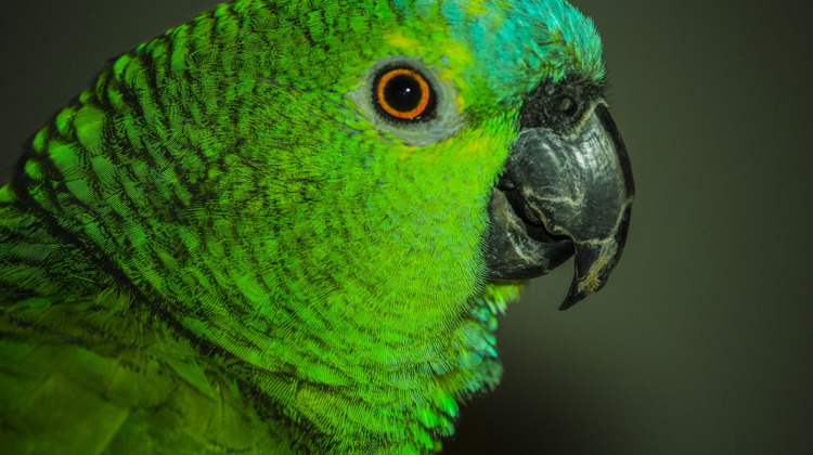 Gourmetten kan de dood voor je vogeltje betekenen