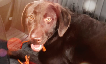 Dit is pup Floor, en ze is niet bang voor treinen
