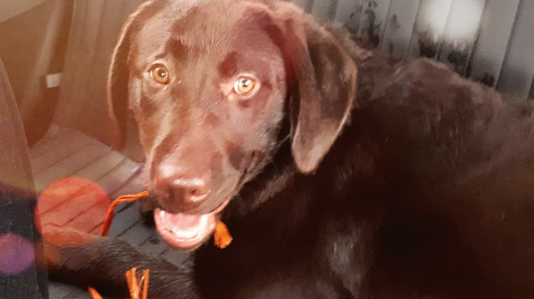 Dit is pup Floor, en ze is niet bang voor treinen