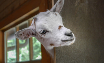 Trek allen de portemonnee, crowdfunding opgezet voor Zutphense kinderboerderij 