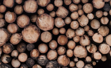 Gemeente: Stop met bomen jatten