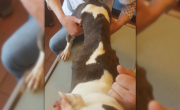 Zutphense politie helpt enorm vermagerde hond