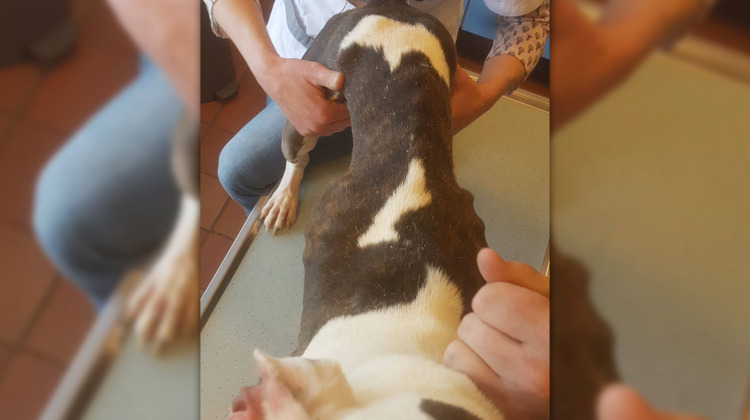 Zutphense politie helpt enorm vermagerde hond