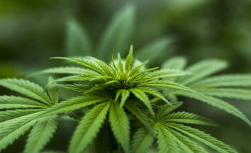 Almens drugspand gesloten op last van burgemeester