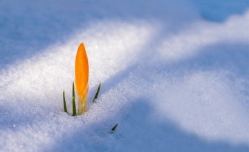 Krijgen we lente? Of houden we nog even winter? 
