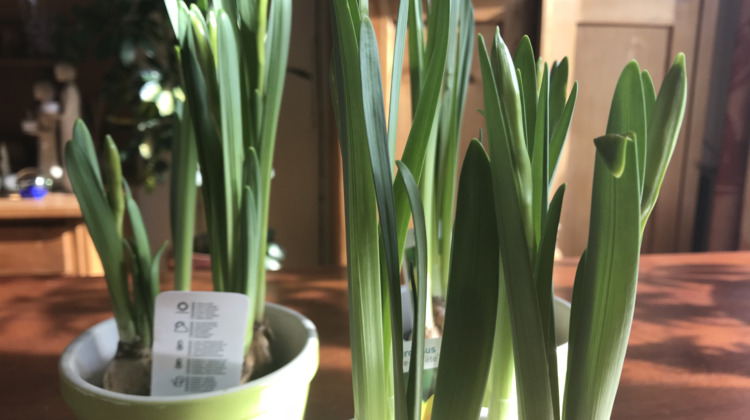 Voorjaarskriebels! Deze bloemetjes doen het goed dit jaar