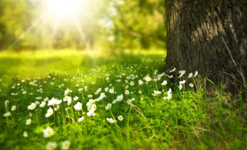 Is het dan nu lente? 