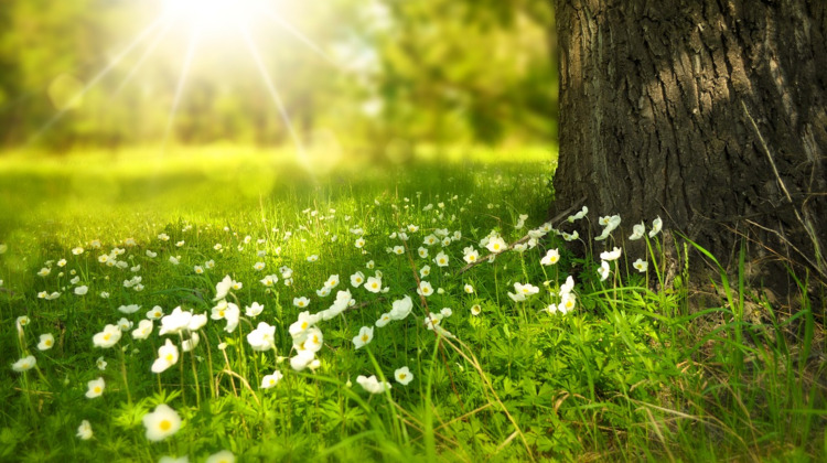 Is het dan nu lente? 