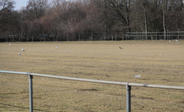 Poepende vogels leggen voetbalwedstrijden Be Quick plat